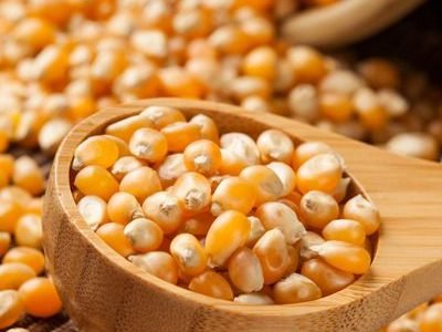 Organic Yellow Raw Corn Kernels against a background Organic Yellow Raw Corn Kernels against a background